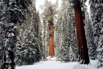 Le plus vieux séquoia du monde